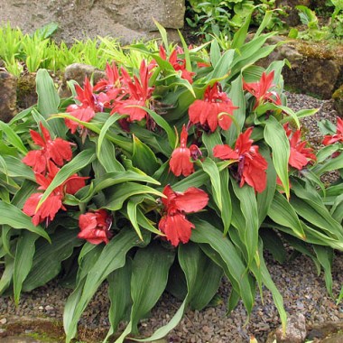 roscoea red gurkha